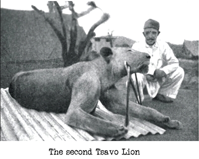 Second Tsavo Lion