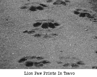 Lion Paw Prints In Tsavo