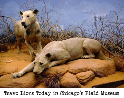 Tsavo Lions Chicago's Field Museum