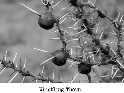 Whistling thorn
