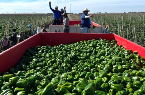 Florida Pepper Farm