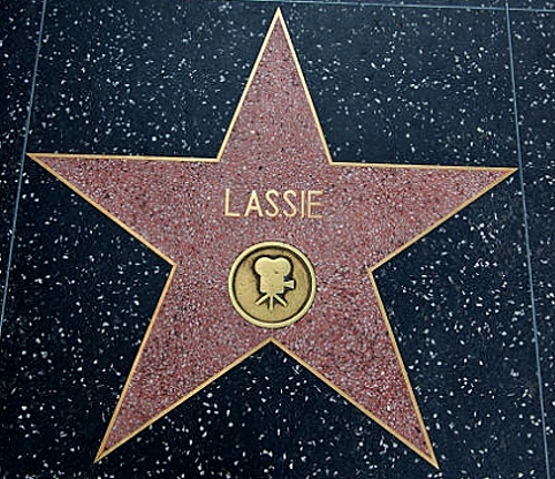 Lassie Hollywood Walk of Stars